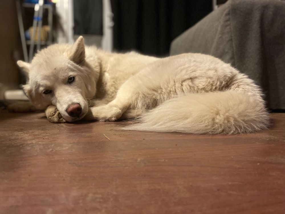 Aleya, curled up on the floor, not sleeping