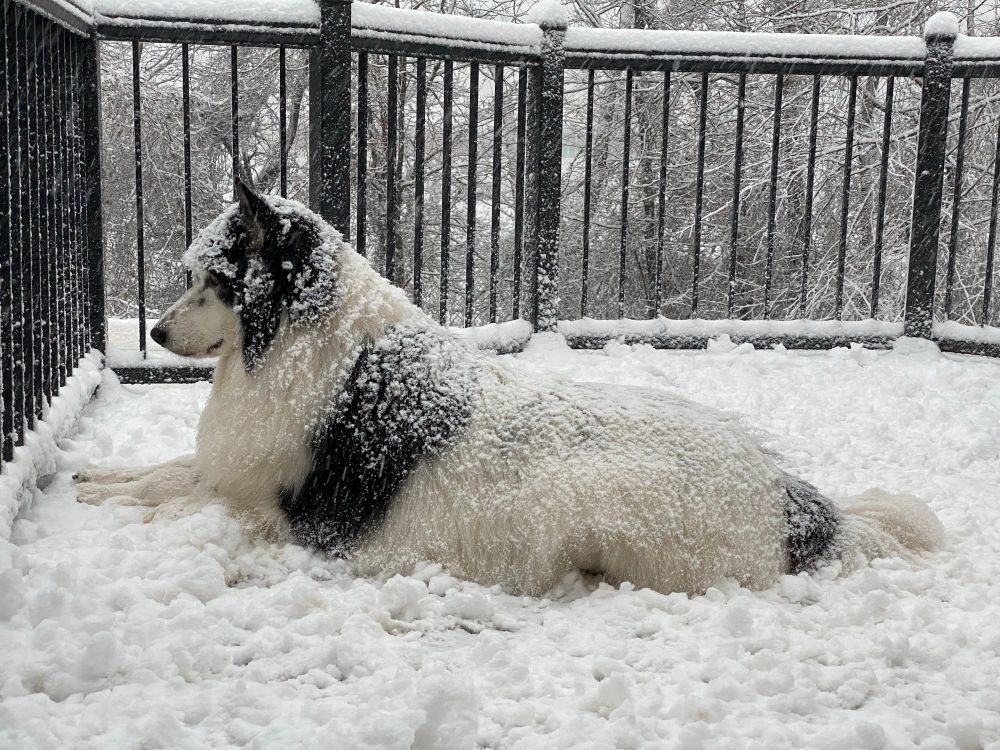 Bucky on the snowed deck