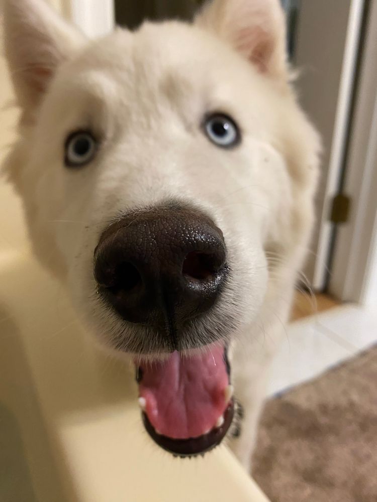 Closeup wooly white husky face