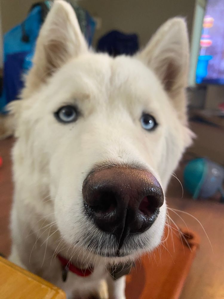 Aleya wanting cereal