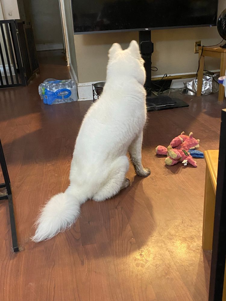 Wooly white husky puppy who looks beautifully clean except for…