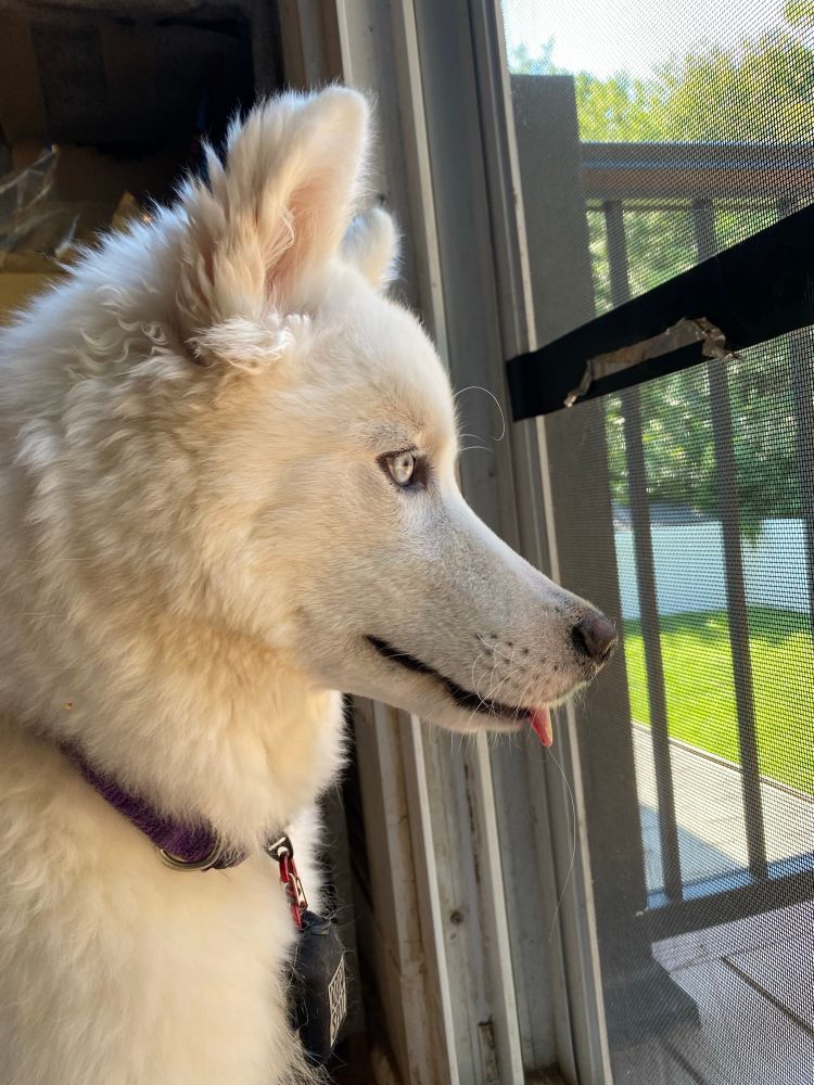 Wooly white husky puppy in profile, tongue sticking out her closed mouth