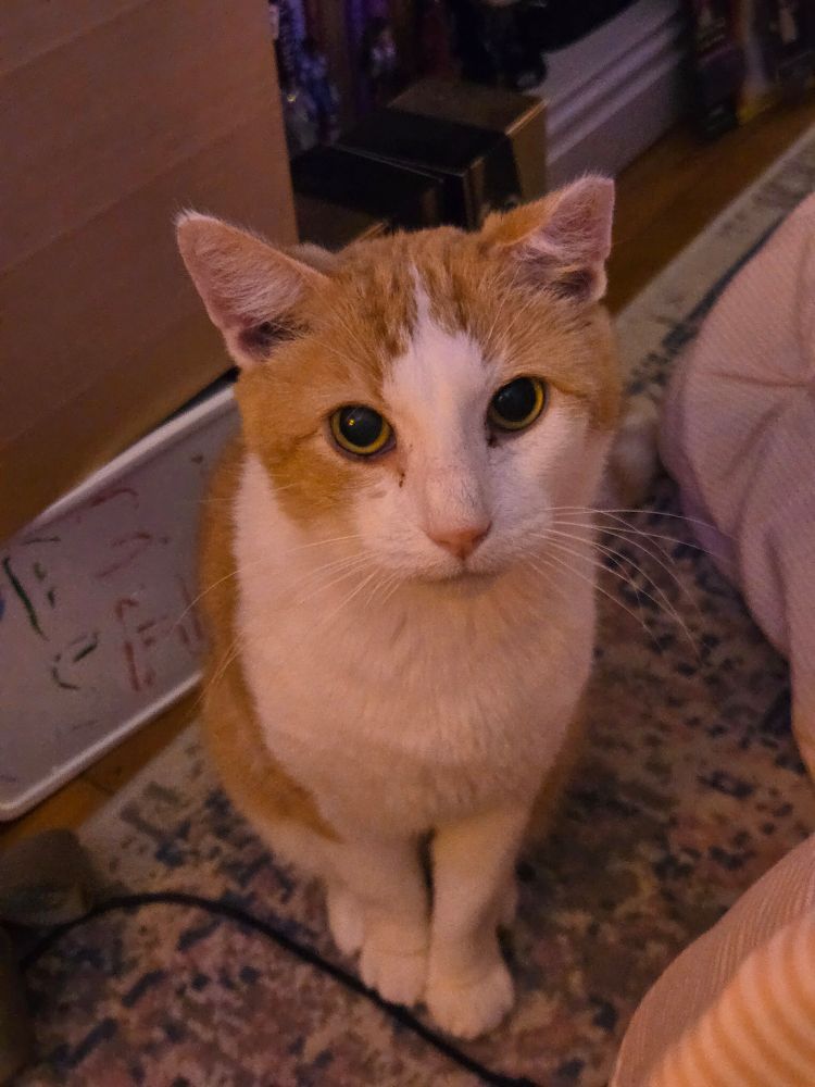 Tangy the orange and white cat sitting on the floor staring up at me with dilated eyes