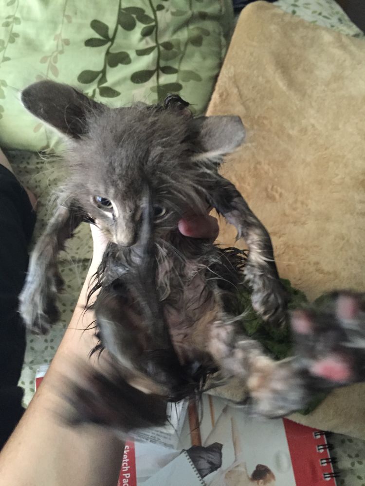 Small grey kitten being held stomach up. He is wet.
