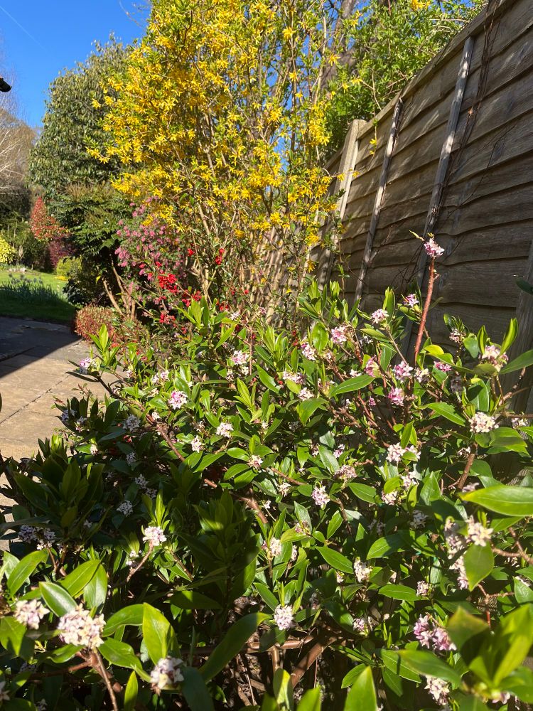 Scented winter flowering daphne, flowering currant, quince and forsythia. 