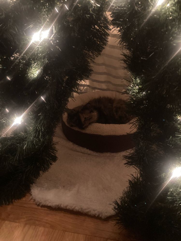 Cat sleeping inside tree-pee