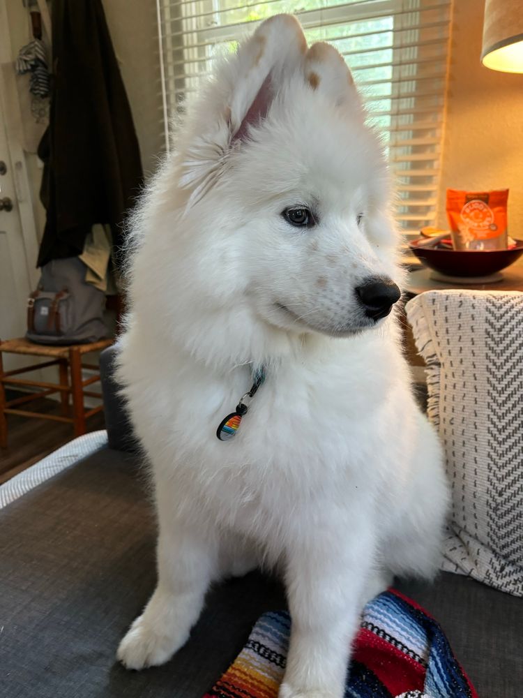 A Samoyed puppy showing of his right profile for the camera. 