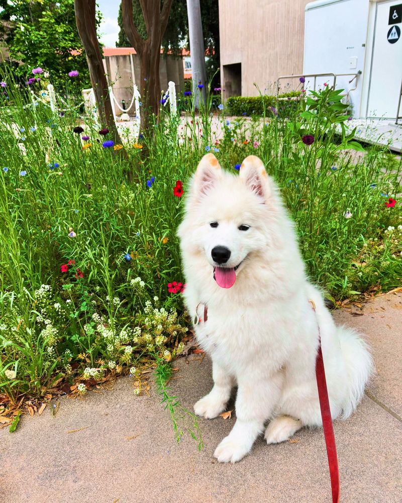 A Samoyed puppy smiling and posing next to spring flowers. 