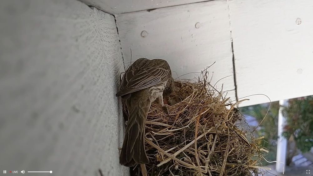 A house finch feeding a newborn hatchling