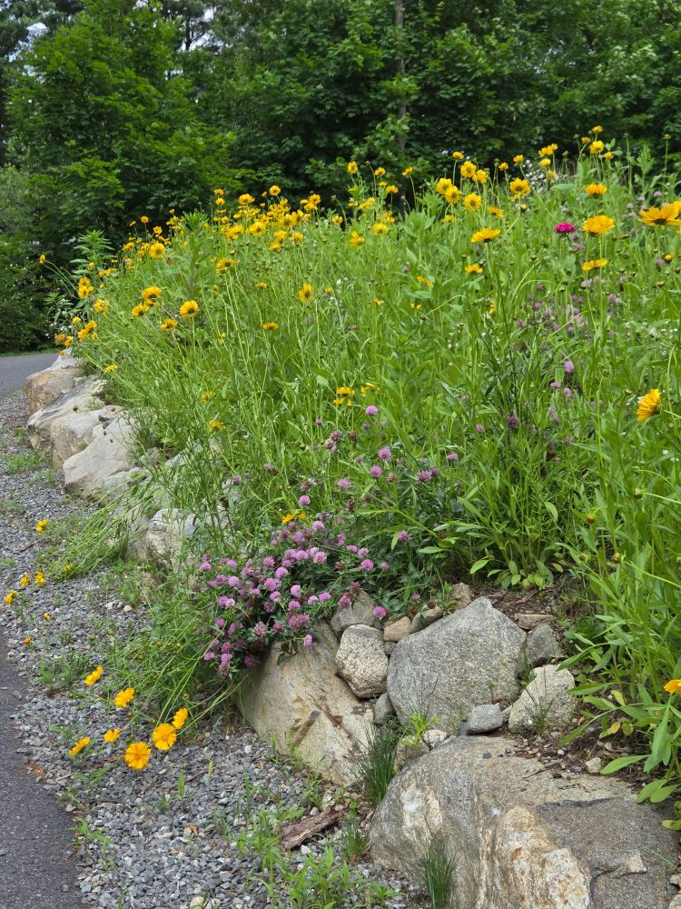 Yellow flowers on tall green stems and purple clover cover a front yard slope, edged by a tumbled rock wall.
