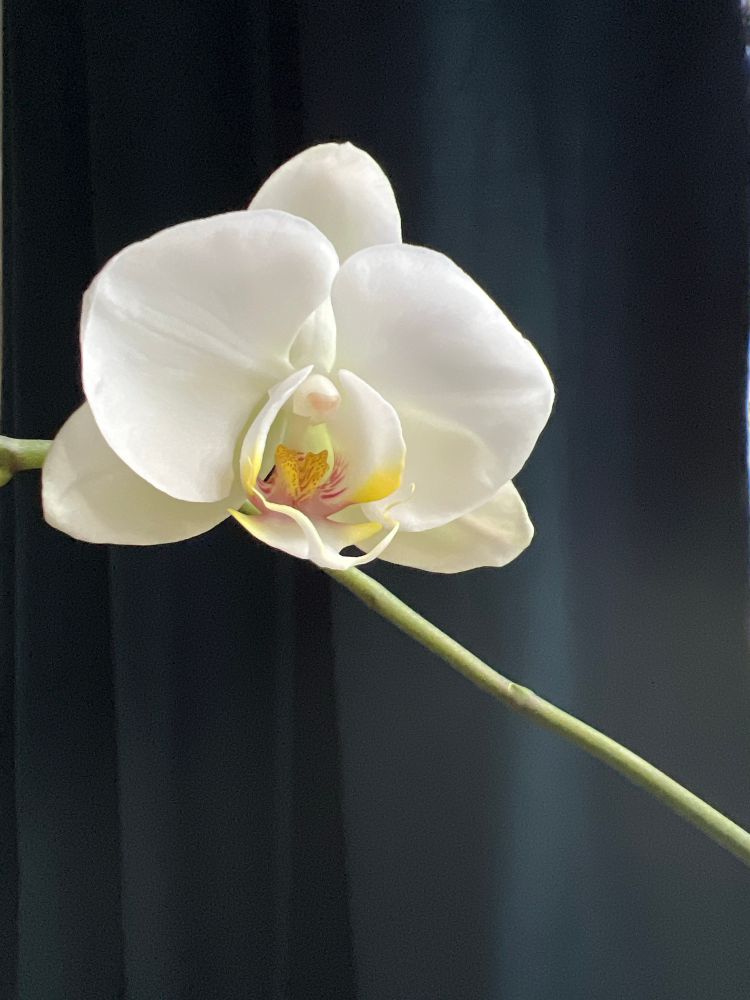 White Phalaenopsis orchid flower on blue background