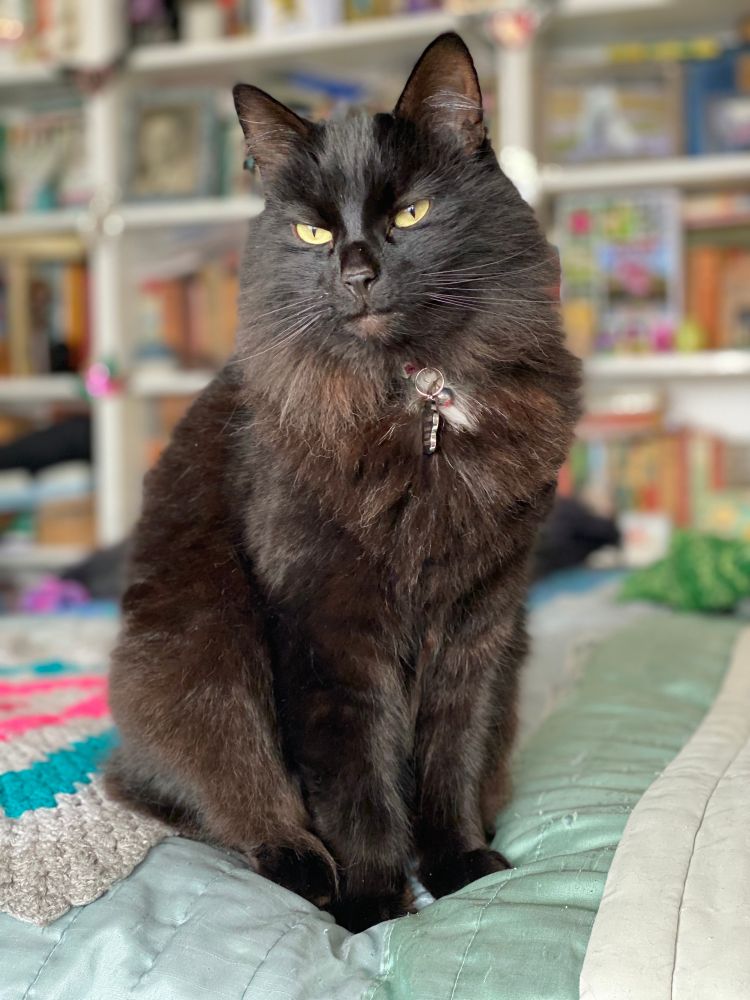 Long-haired black cat sitting up on pale green bedspread. 
