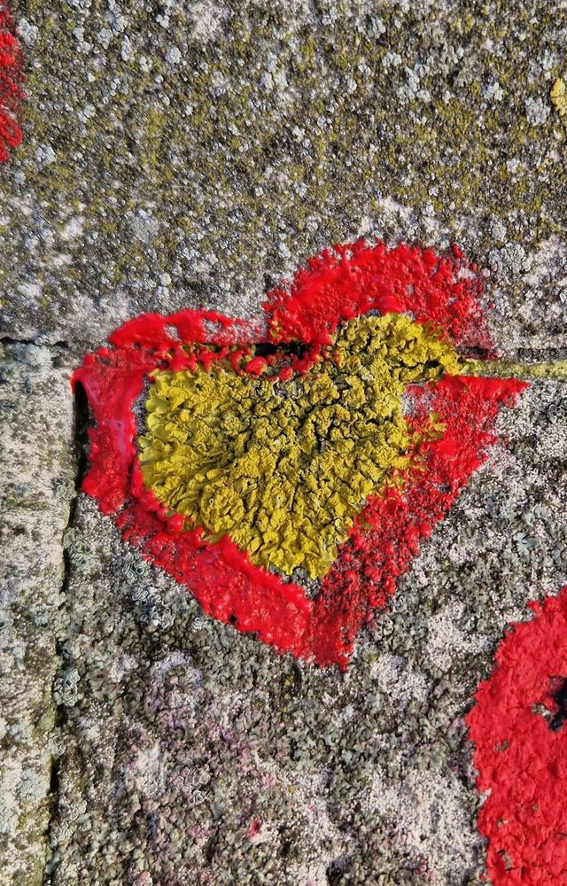 A bit of green moss in the shape of a heart, surrounded by a border of red paint.