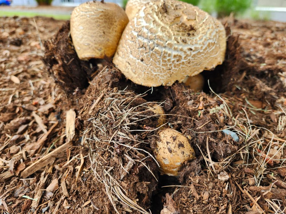A cluster of large tan mushrooms bursting from the ground. Their caps are scaled with white showing underneath. 
