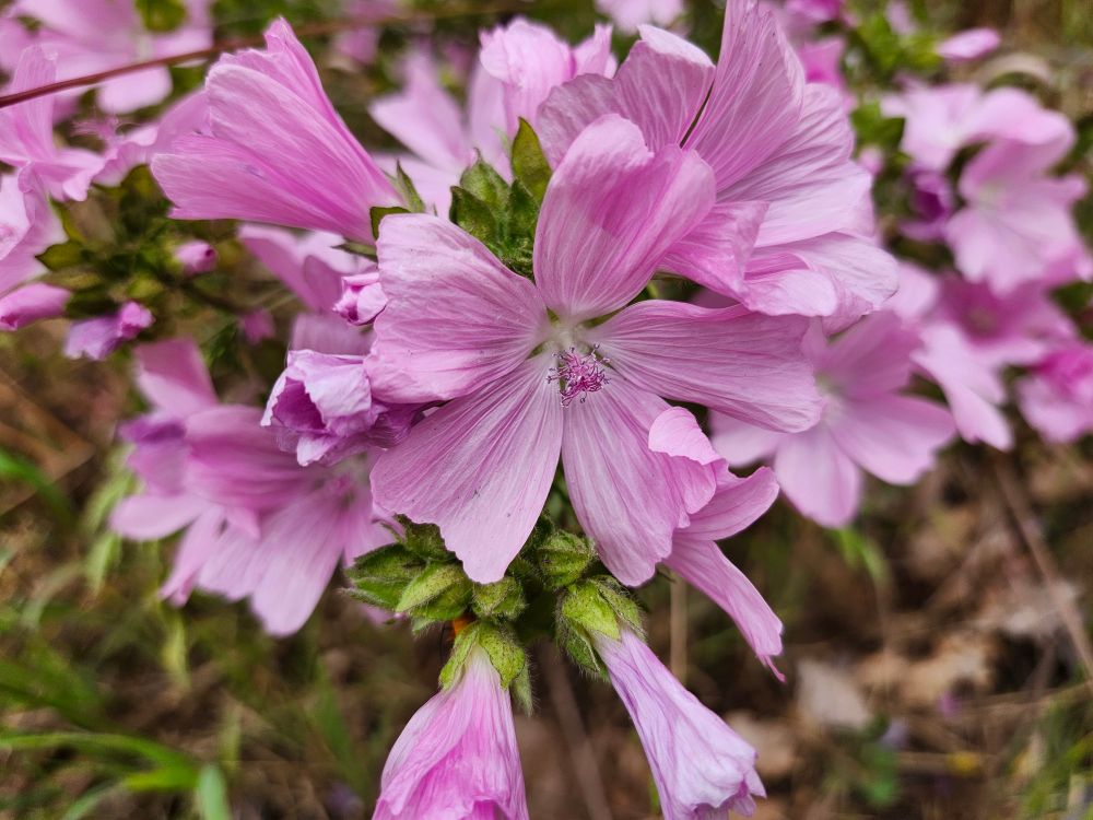 A close up of a light pink flower with five petals. 