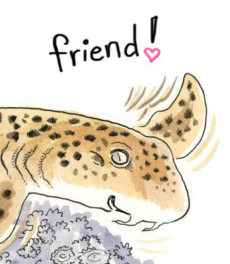 epaulette shark: Friend! 