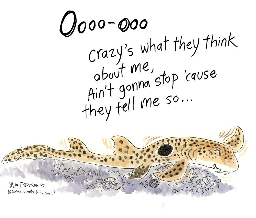 Epaulette shark: 