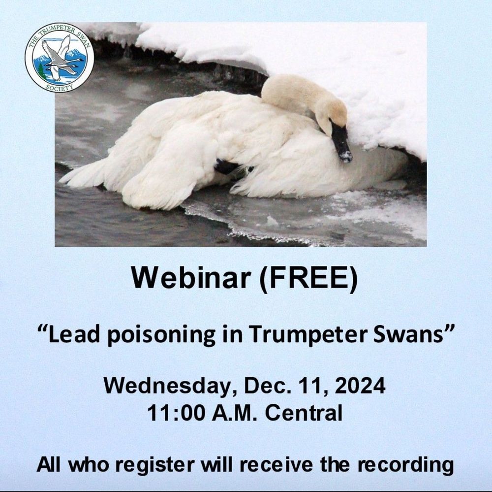 Image shows a swan suffering from lead poisoning huddled under a snowbank. Text details the time and registration link for the educational webinar. 