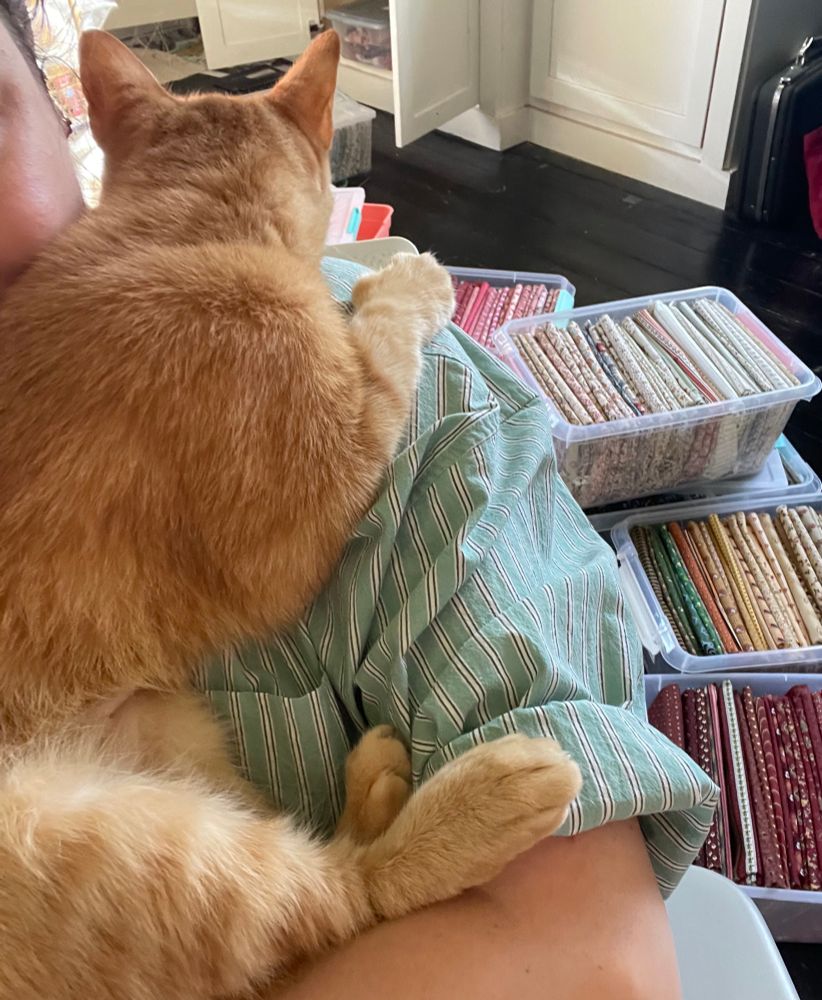 An orange cat clings to my shoulder. 