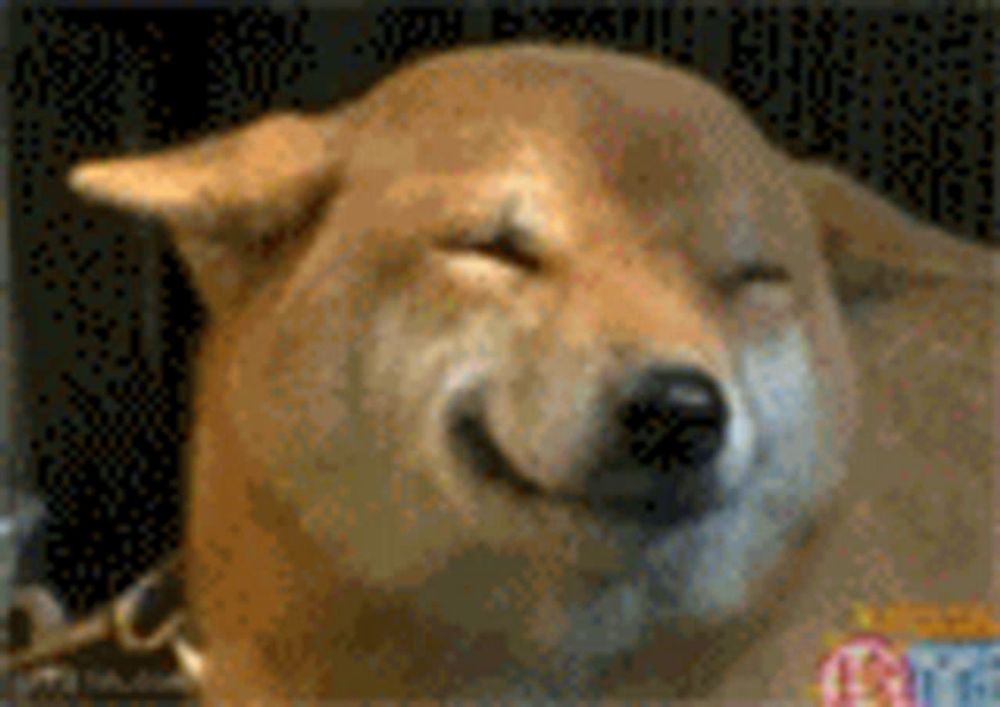 a shiba inu dog is smiling with its eyes closed and its mouth open .