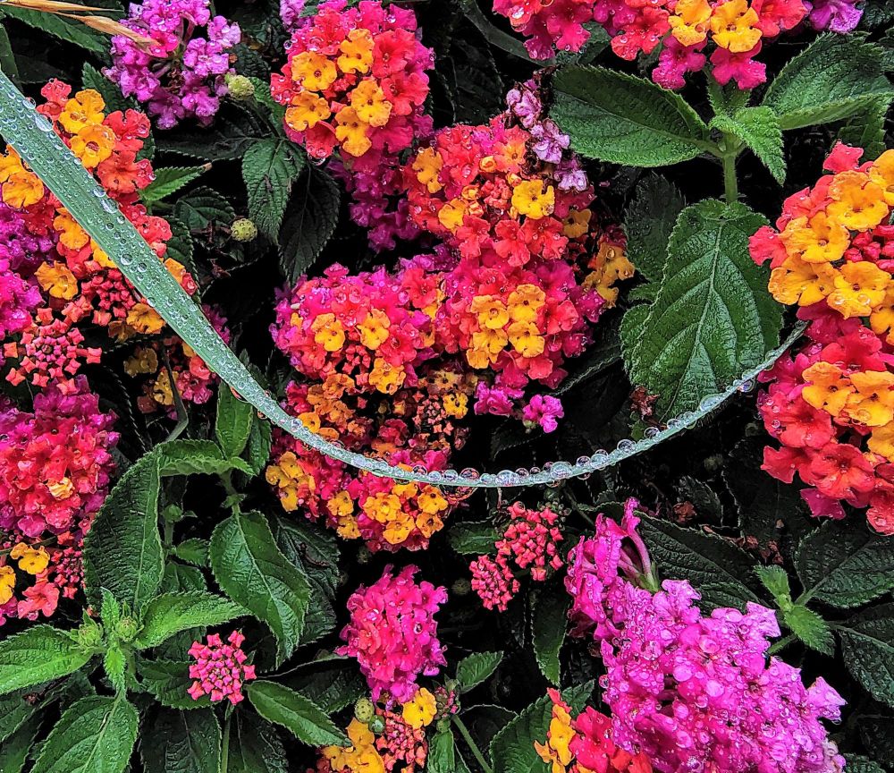 Photo of a group of lantana flowers in bunches of pink and golden yellow and reddish orange. They are among random spaced green serrated leaves. A single, long, thin linear leaf arcs from the upper left, down in a gentle curve, to halfway up on the right side, looking like a smile. All across the thin leaf are droplets of water, and in some of them are refracted the flowers beyond.