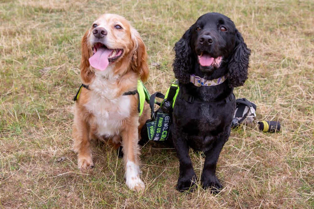 Two dogs are sat on grass with their tongues out looking forward. The dog on the left is a golden brown with white patches and long floppy ears and the dog to its right is black with long curly floppy ears. 
