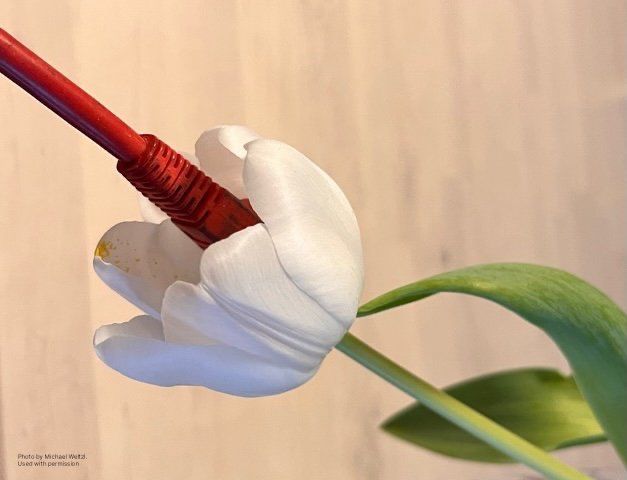 a tulip with and ethernet cable plugging into it.