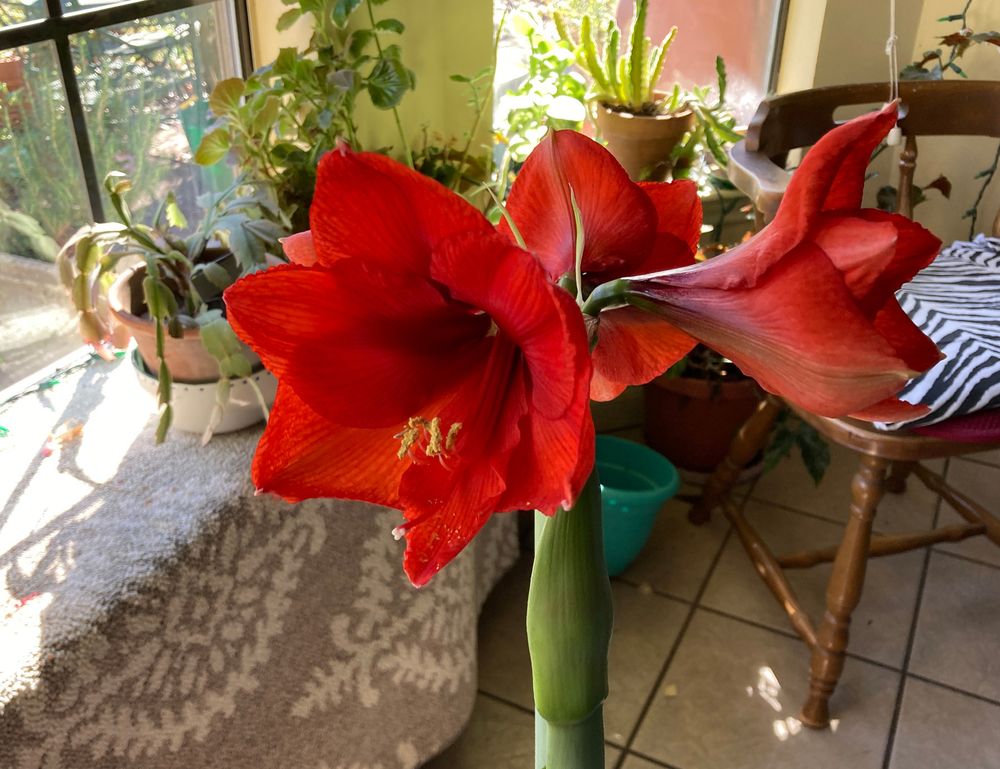 A bay window with plants on a plant shelf and a kitchen chair in background. Front and center, the thick green stalk of an amaryllis bulb with four blazing-red trumpet shaped flowers open and arranged around the top of the stalk