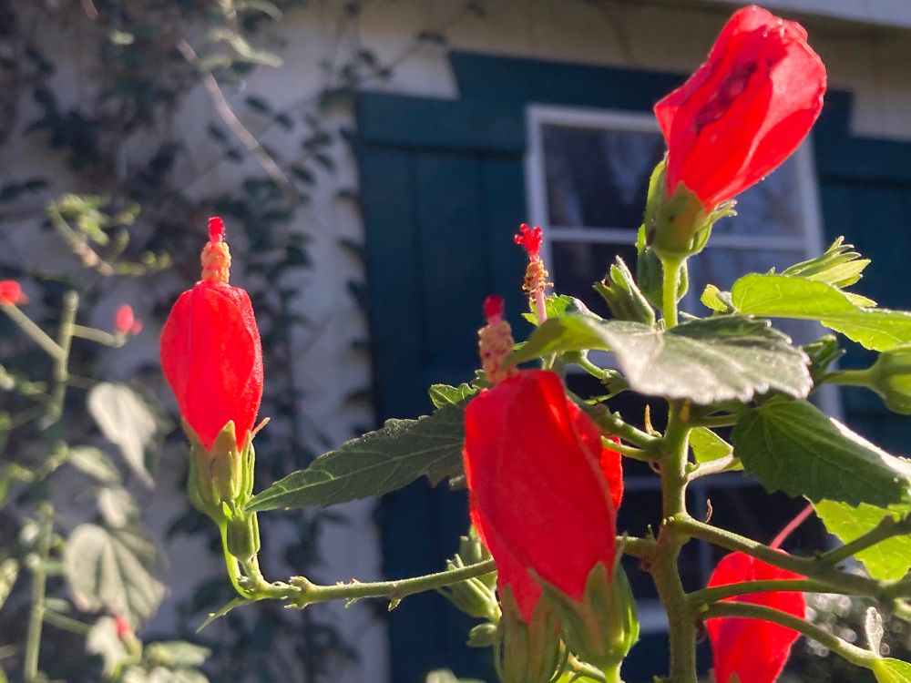 A tall plant in front of a green and white shed. Four intensely red, turban-shaped flowers are growing straight up at the ends of horizontal stems with toothed green leaves, sort of like a candelabra . 