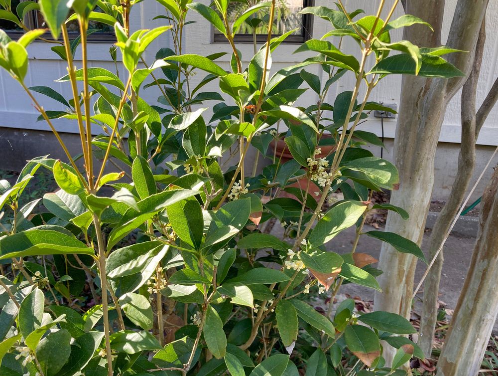A rather sparse shrub with oval, pointed, glossy green leaves on slender branches. Very small cream-colored flowers are clustered at some of the branch junctures. At right are grayish trunks of a crepe myrtle tree