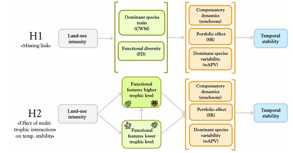 Graphical representation of the hypothesized causal flow analysed in the study. in hypothesis 1, functional community features (represented as green boxes) mediate the effect of land-use intensity on acknowledged stability drivers within trophic levels. in hypothesis 2, functional traits of the lower trophic level mediate the effects of land-use intensity by influencing stability drivers both directly and indirectly through changes in the functional composition/diversity of higher trophic levels