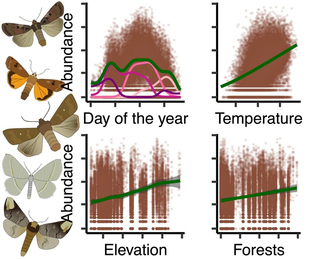 Four graphs showing the relationship between abundance on the y axis and (i) day of the year (bimodal), (ii) temperature (positive), (iii) elevation (positive) and (iv) proportion of forests (positive). Sketches of five moths on the left side.
