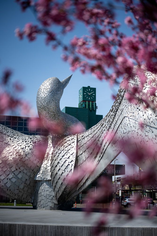 Blooming tree framing a silver loon and Spruce Tree Center