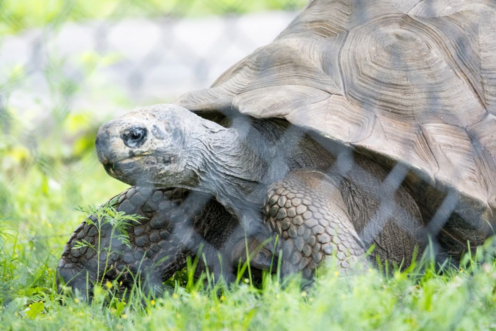 Galapagos tortoise 