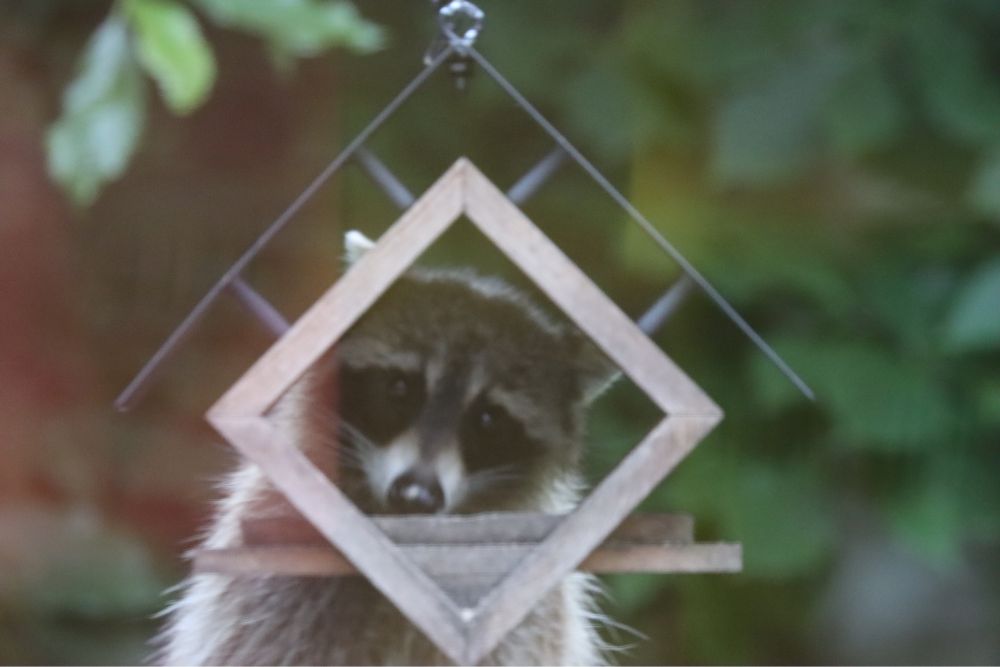 Catherine the raccoon 🦝 peers through a bird feeder looking cute 