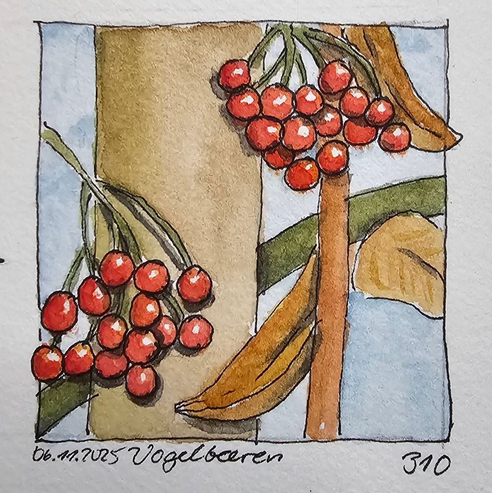 Aquarellskizze: Zwei Dolden Vogelbeeren vor Ästen und Stamm, umgeben von etwas Laub
