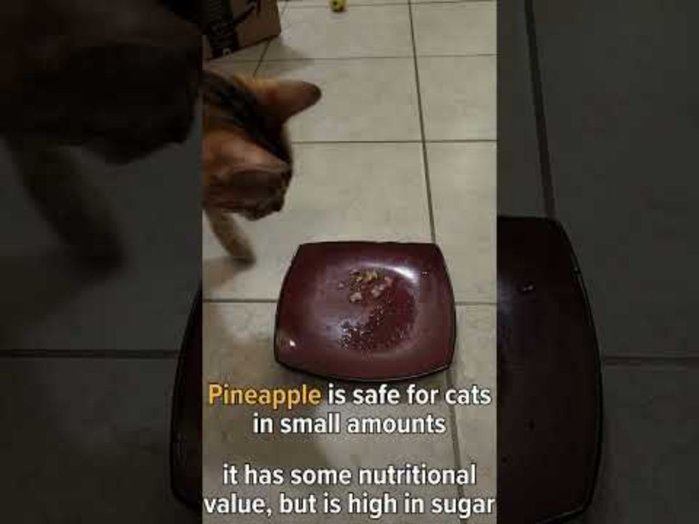 Felix the Bengal Cat Tries PINEAPPLE