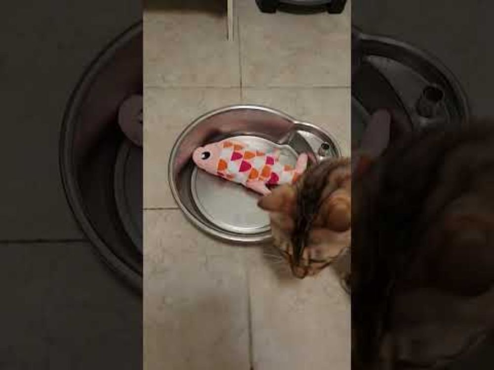 Felix the Bengal Cat Puts FISH Toy in WATER