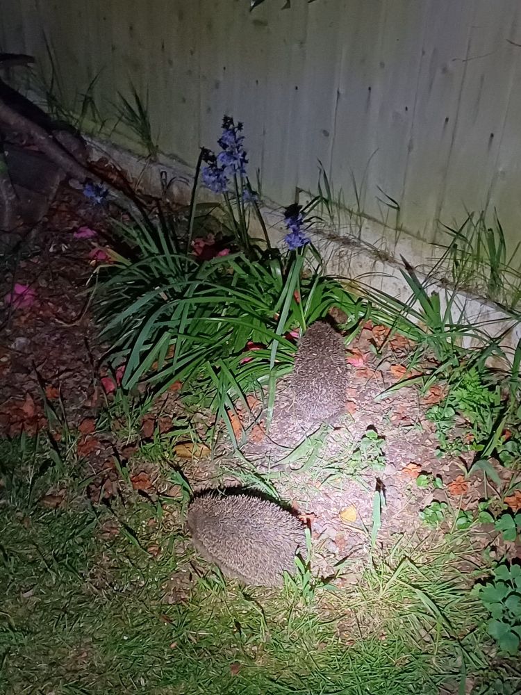 Two hedgehogs in the spotlight of a hand torch in a garden at night.