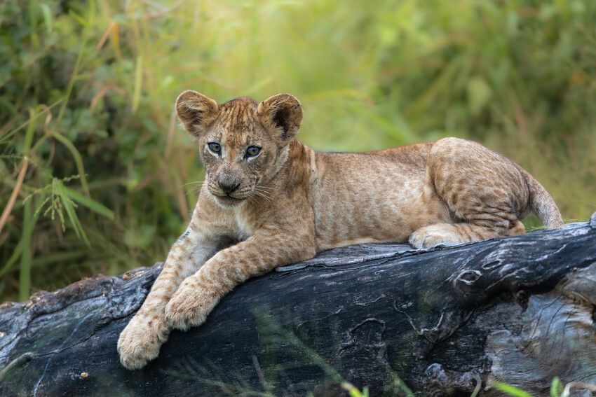 Lion cub