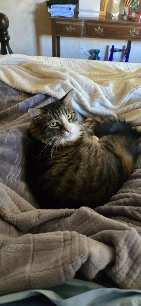 Breezy hasn't left my side since I got home last night. My familiar. 