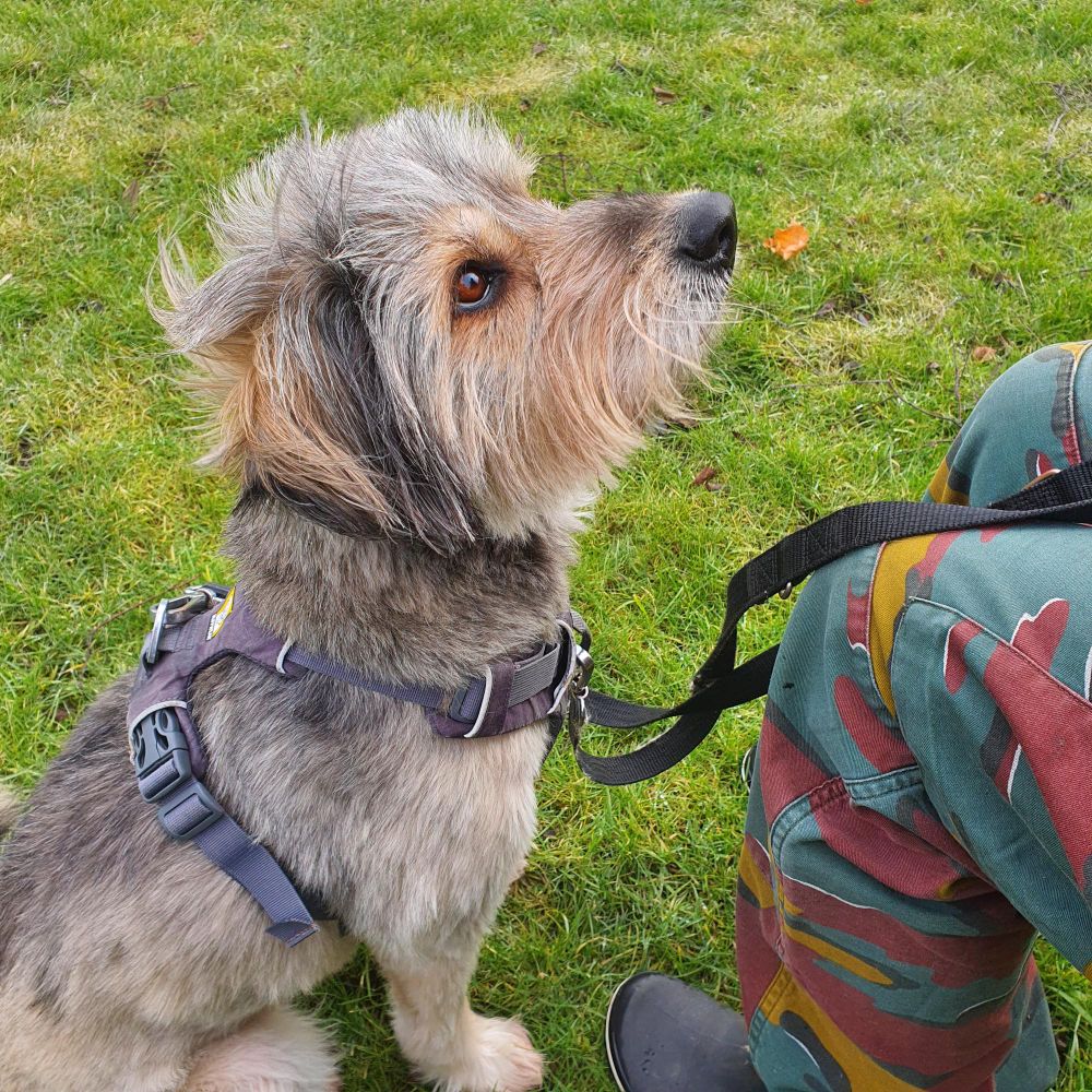 Roms, a short haired grey and white dog