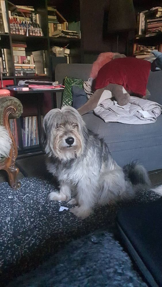 Roms, a long haired grey and white dog