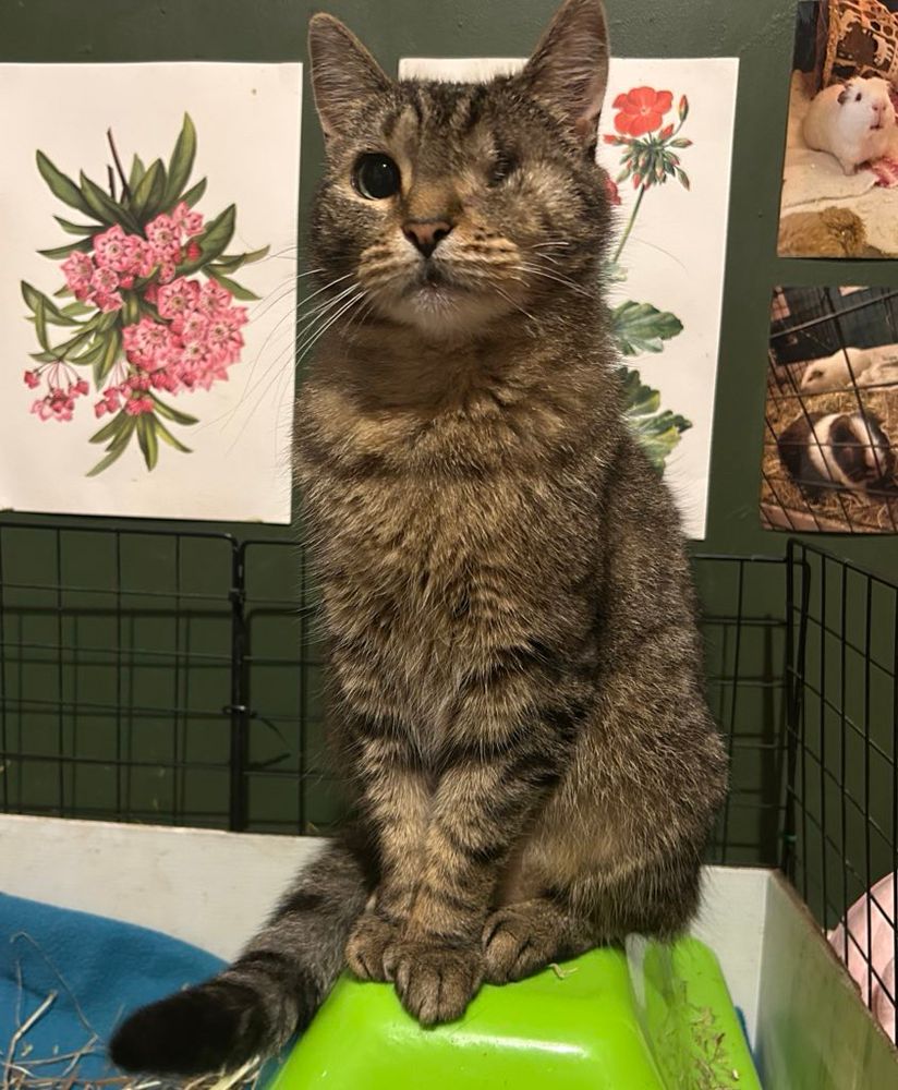 miss keisha is a dark tabby cat with one eye and she’s sitting on a green plastic guinea pig house looking very regal
