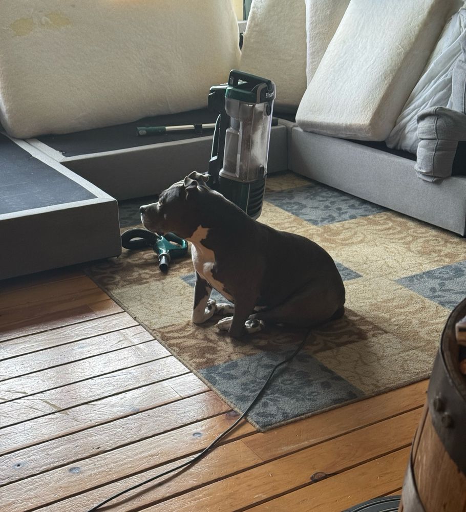 Dog kneeling on floor with messed up couch cushions in background 