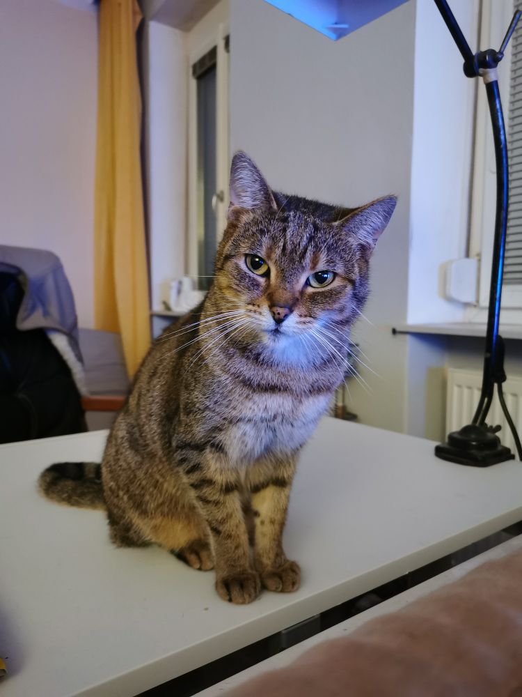 My cat Igor looking at me with tilted head. 