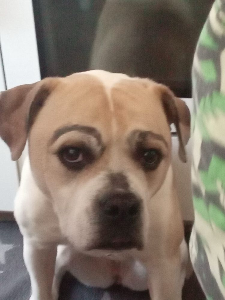 eine amerikanische bulldogge mit hellem fell und schwarz aufgemalten dicken augenbrauen