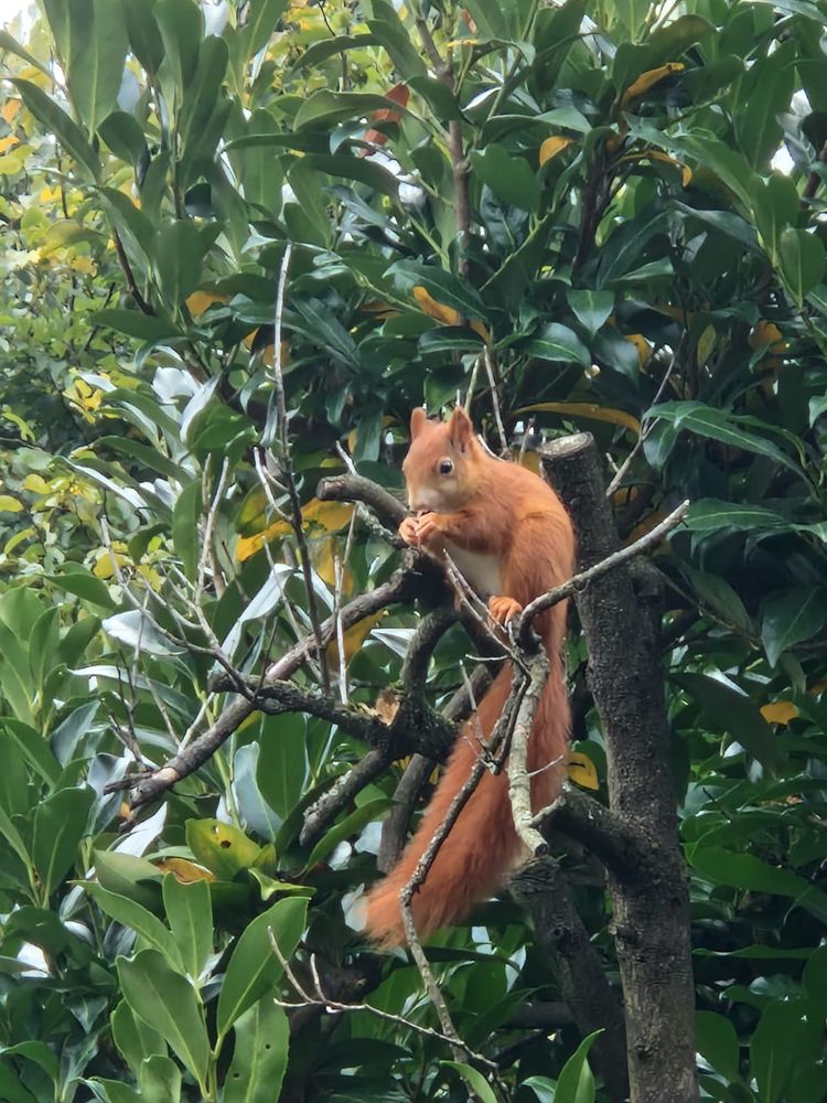 Eichhörnchen sitzt in einem großen Busch und knabbert an etwas,  dass es in denen Pfoten hält. 