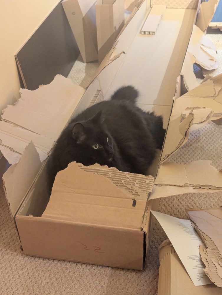 Chunky cat fits perfectly in destroyed box