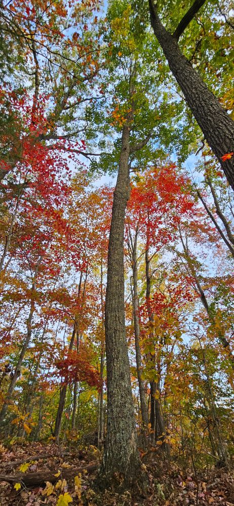 Deciduous forest in fall colors